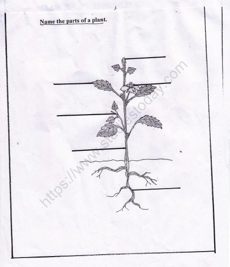 Cbse Class 2 Evs Practice Plants Worksheet Set B